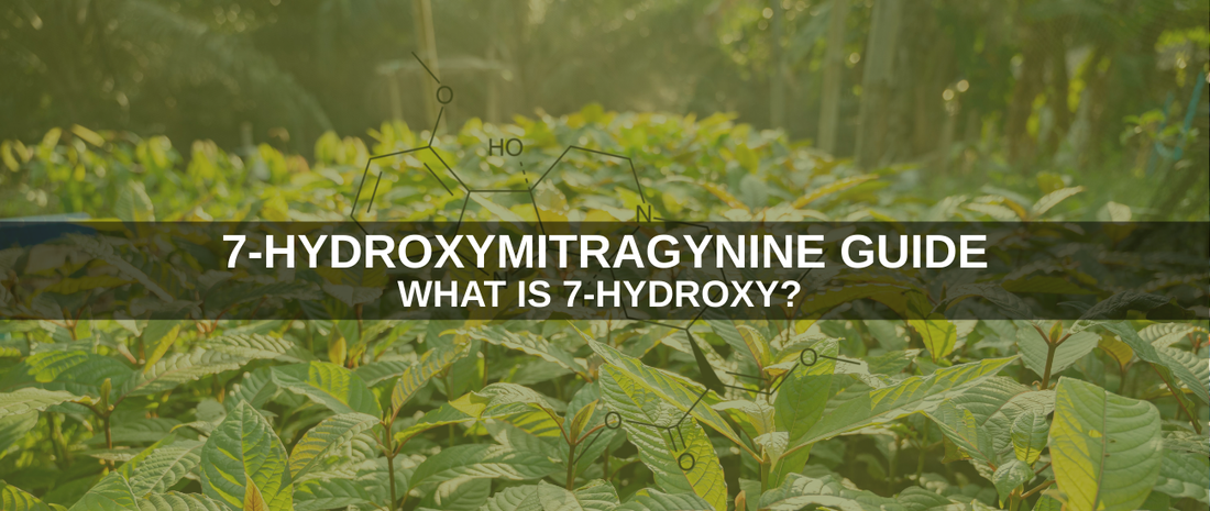 7-Hydroxymitragynine Guide: What is 7-Hydroxy? 