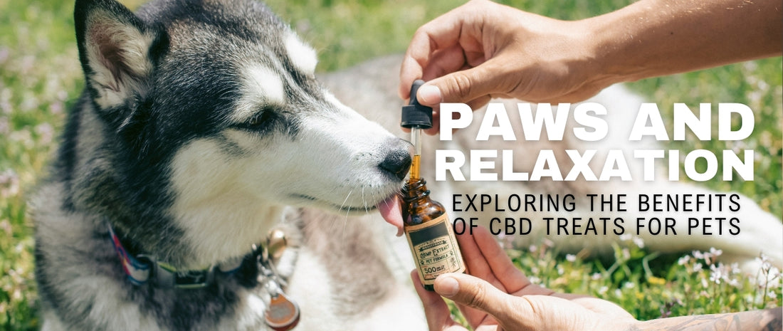 Exploring the Benefits of CBD Treats for Pets