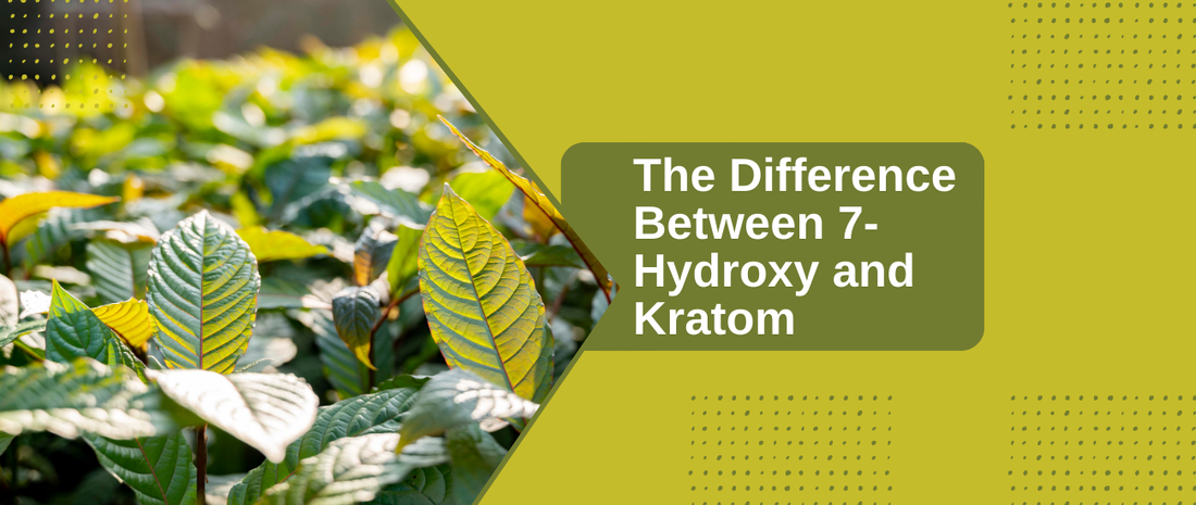 The Difference Between 7-Hydroxy and Kratom